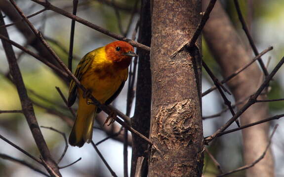 Image of Mangrove Warbler