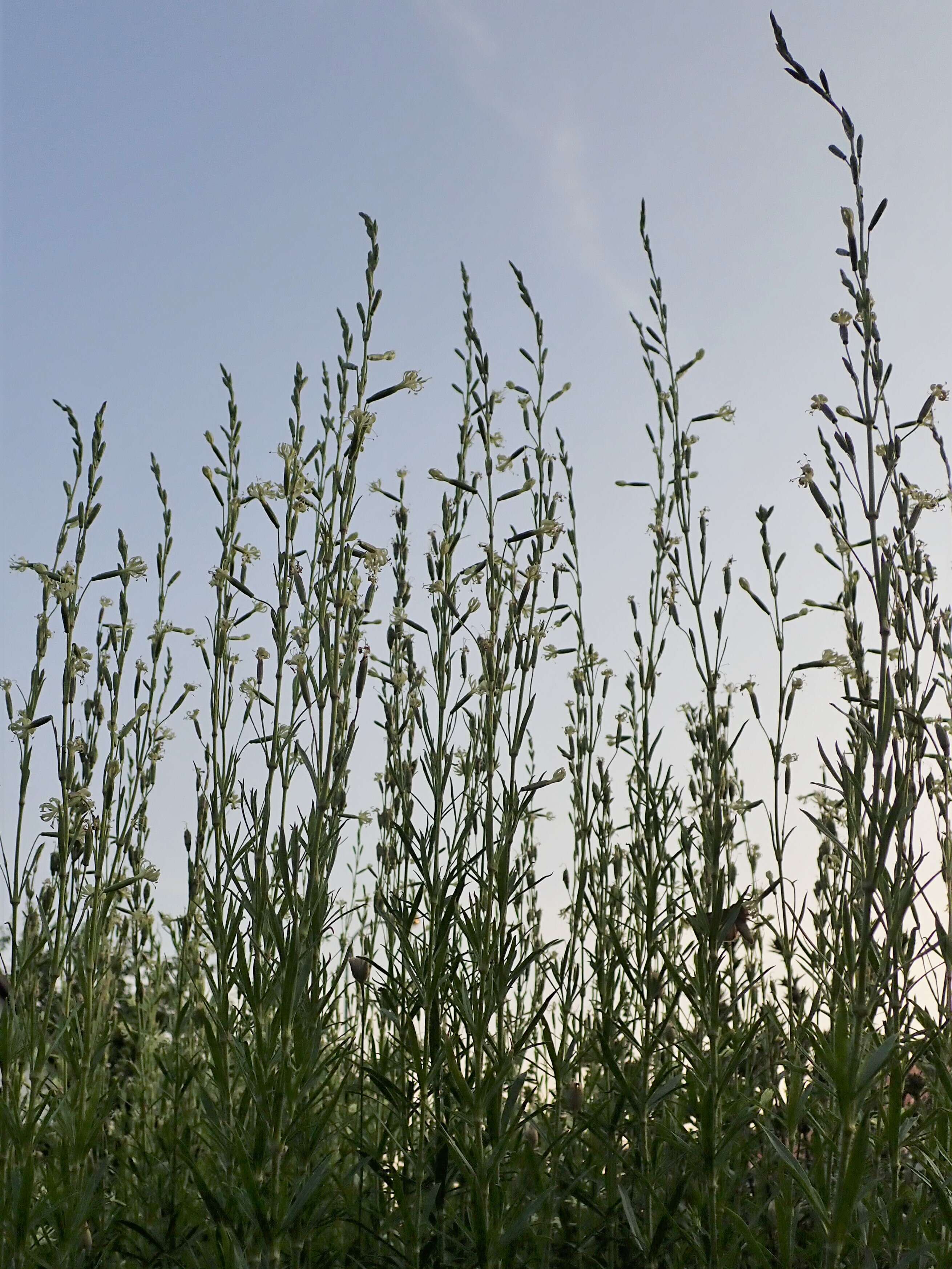 Image of Silene tatarica (L.) Pers.