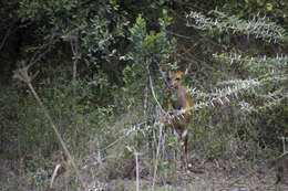 Image of Bushbuck