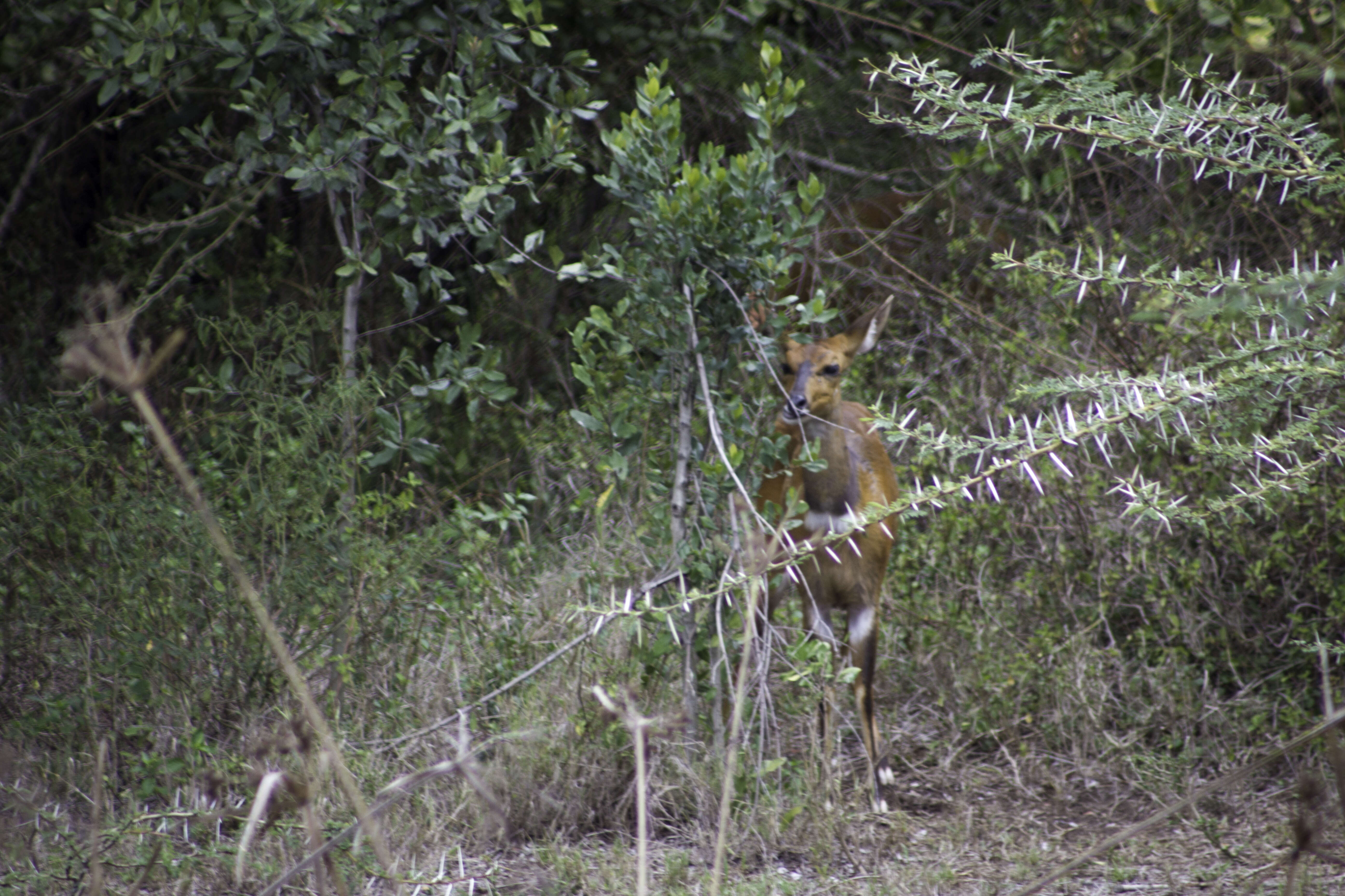 Image of Bushbuck