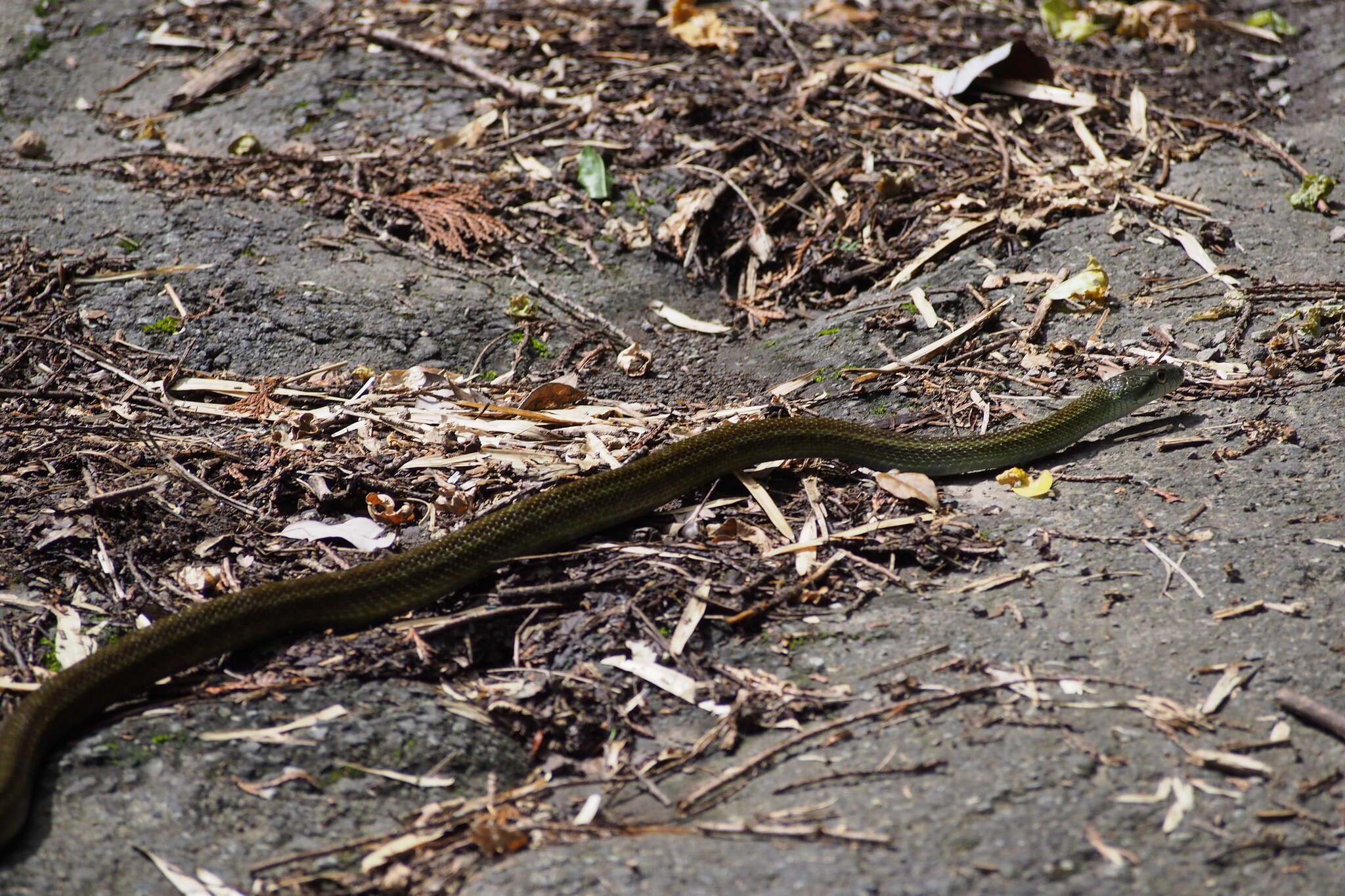 Image of Japanese Rat Snake