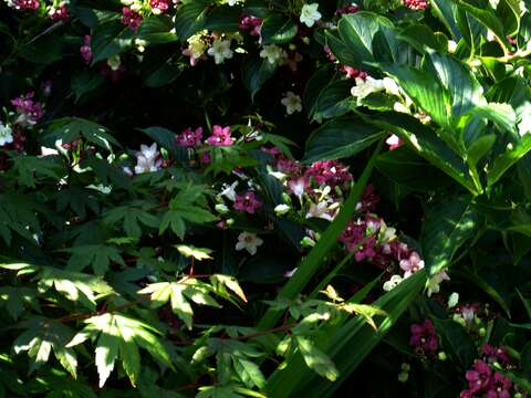 صورة Weigela coraeensis Thunb.