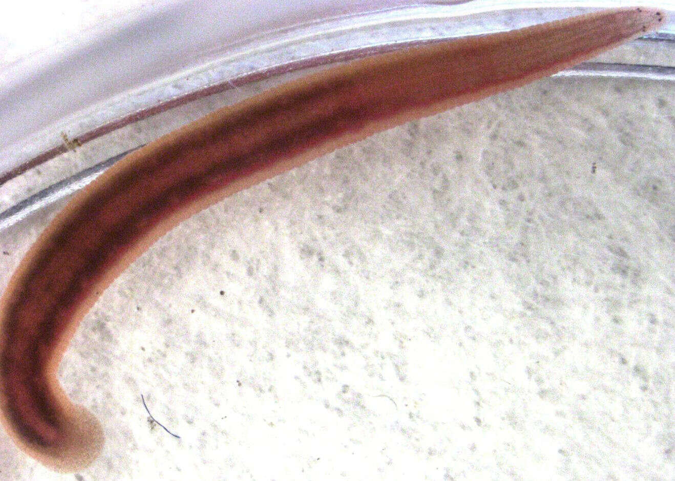 Image of Asian freshwater leech