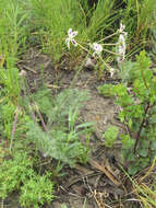 Image of Pelargonium triste (L.) L'Her.