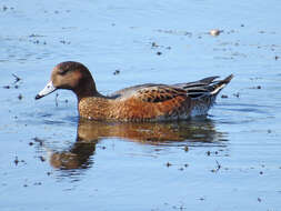 Image of Eurasian Wigeon