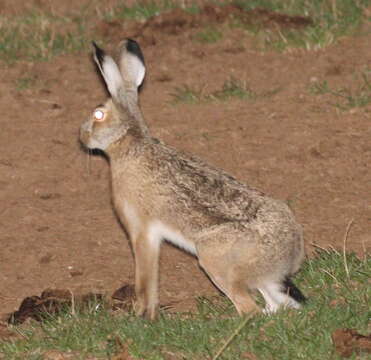 Image of Broom Hare