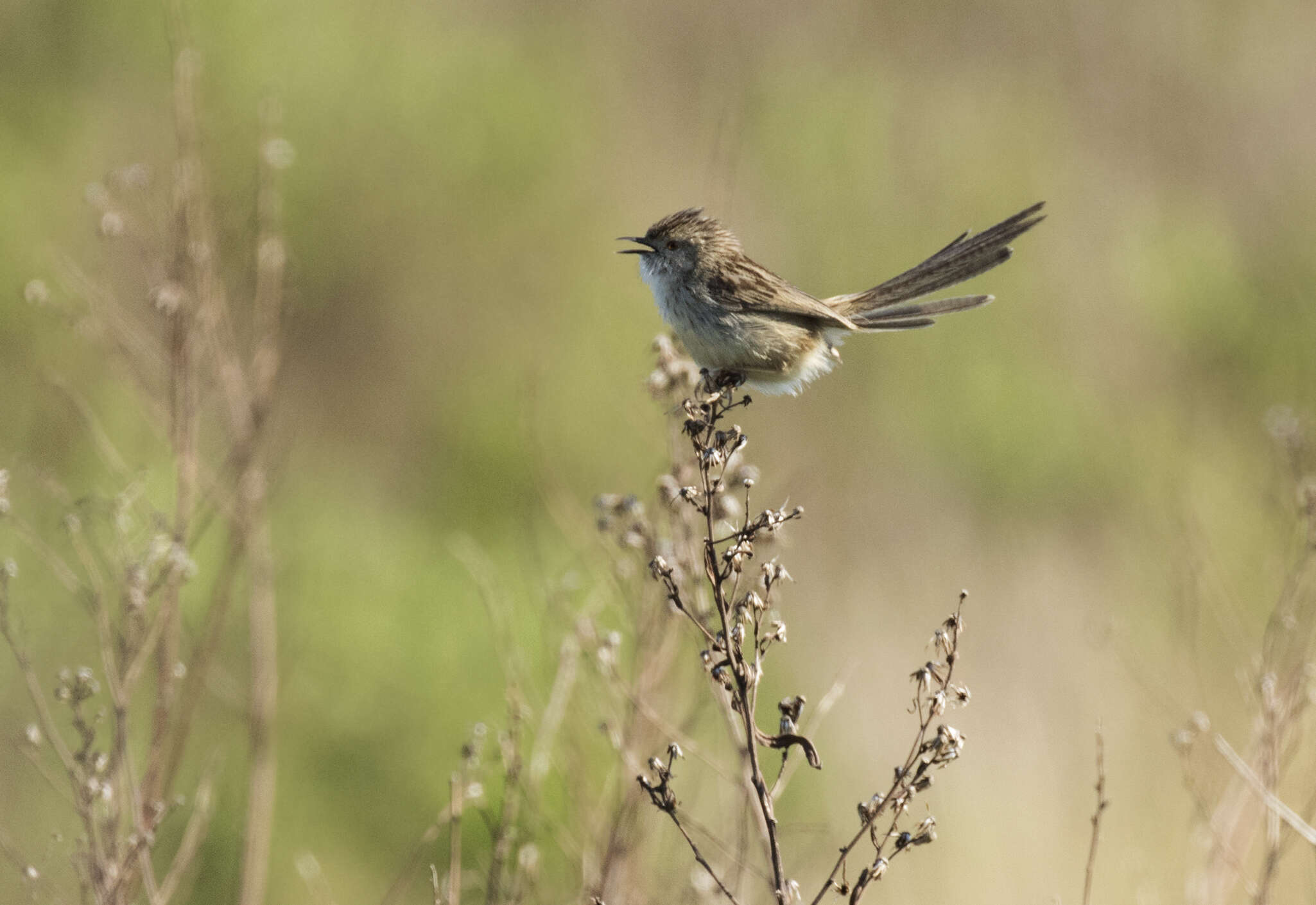 Слика од Prinia gracilis (Lichtenstein & Mhk 1823)