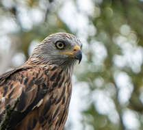 Image of Red Kite