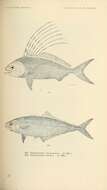 Image of roosterfishes