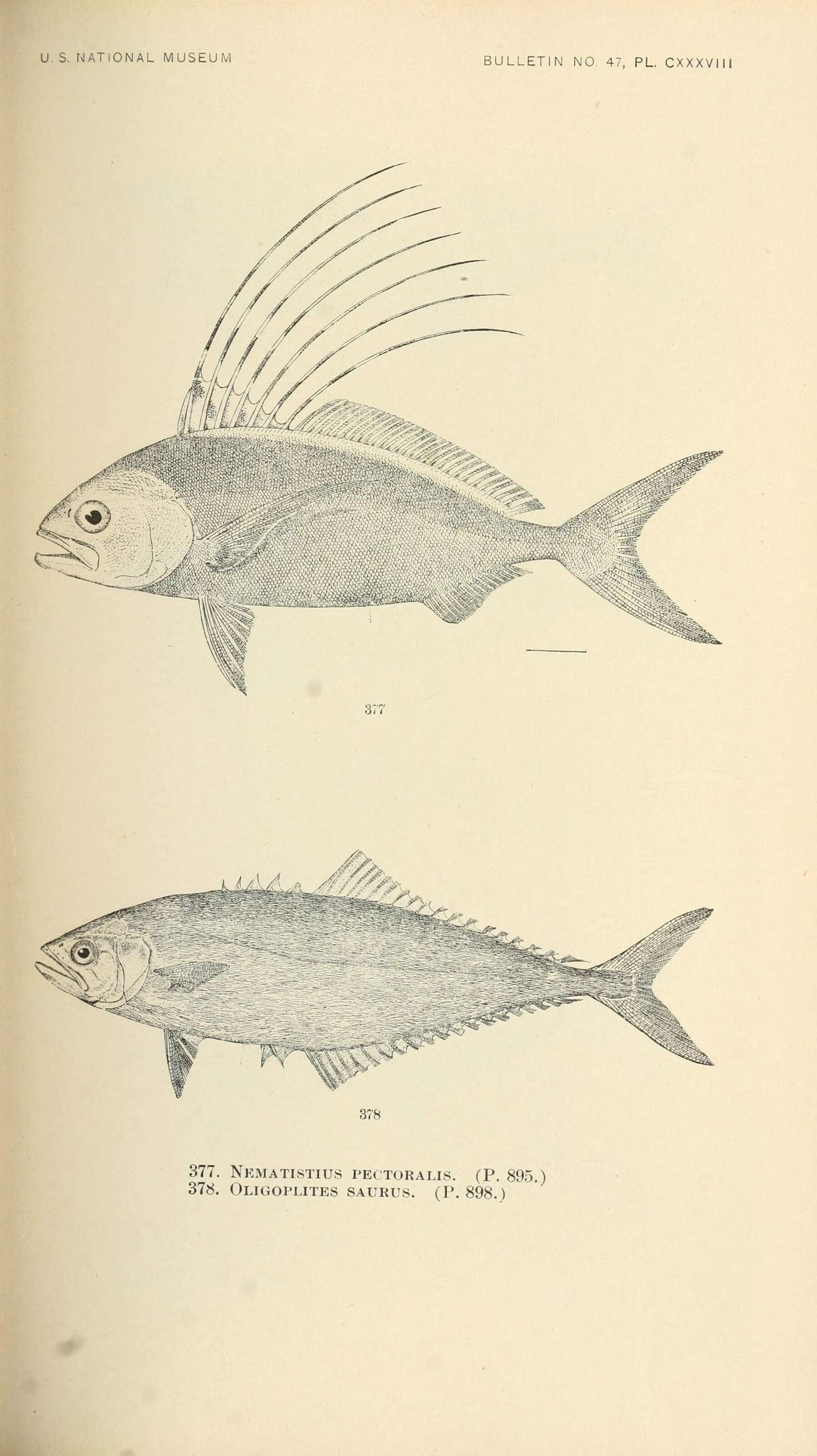 Image of roosterfishes