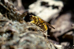 Image of dung-flies