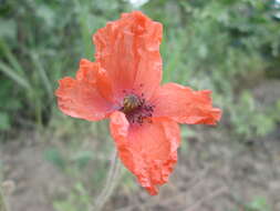 Image of Long-headed Poppy