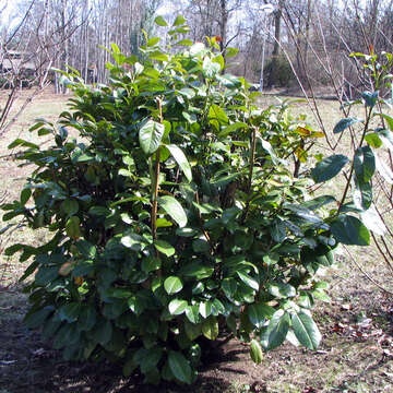 Image de Calycanthus floridus L.