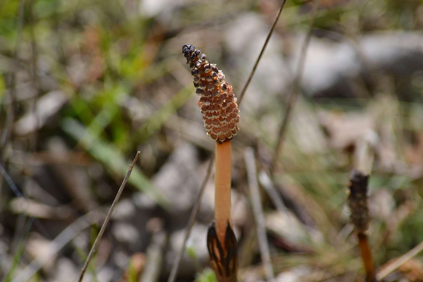 Image of field horsetail