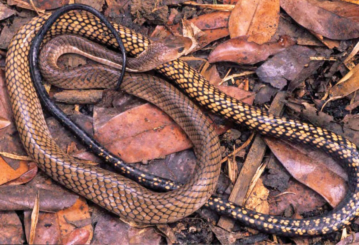 Image of Smooth-scaled Mountain Rat Snake