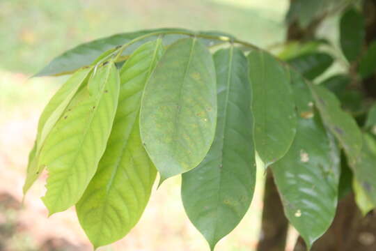 Annickia chlorantha (Oliv.) Setten & Maas的圖片