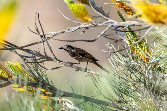 Image of White-plumed Honeyeater