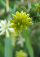 Image of field clover