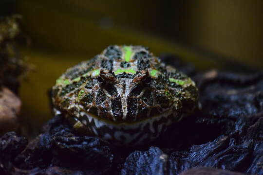 Imagem de Ceratophrys ornata (Bell 1843)