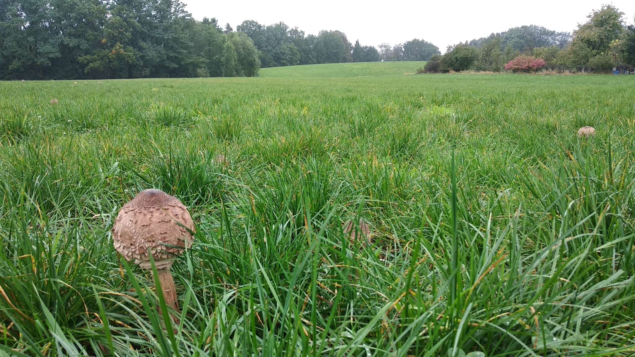 Image of Macrolepiota procera (Scop.) Singer 1948