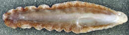 Image of coon oyster