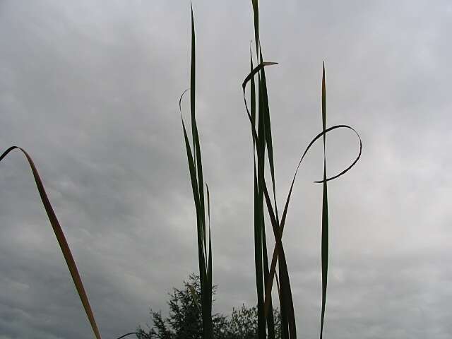 Image of graceful cattail