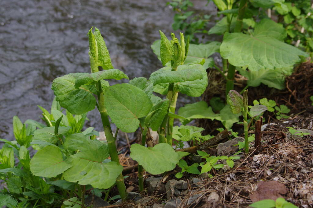 Plancia ëd Reynoutria sachalinensis (Friedrich Schmidt Petrop.) Nakai