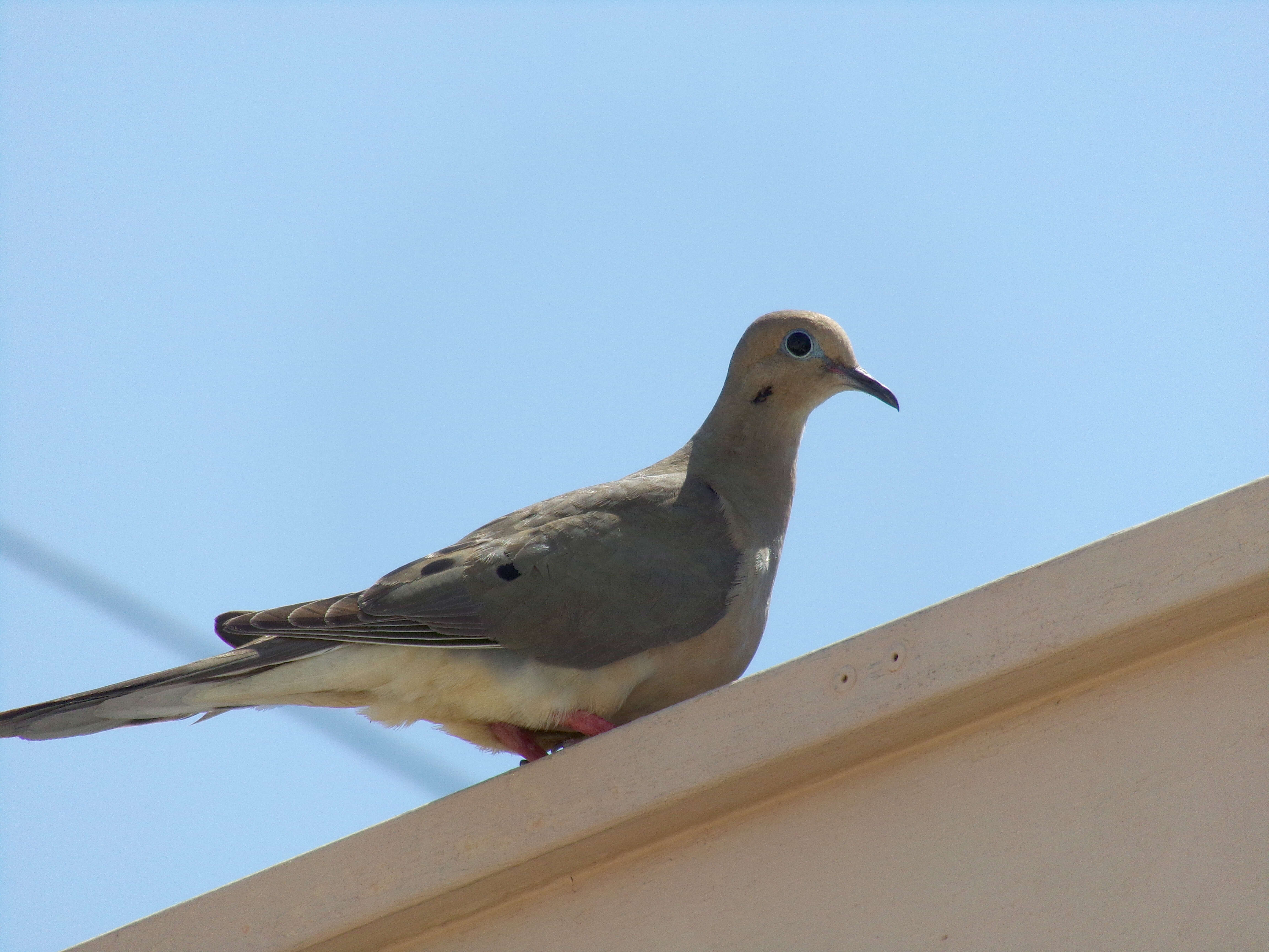 Image of American Mourning Dove