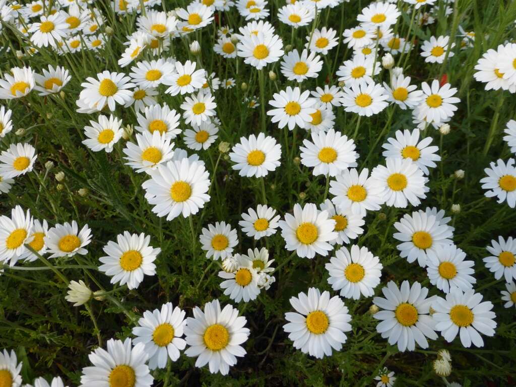 Image of corn chamomile