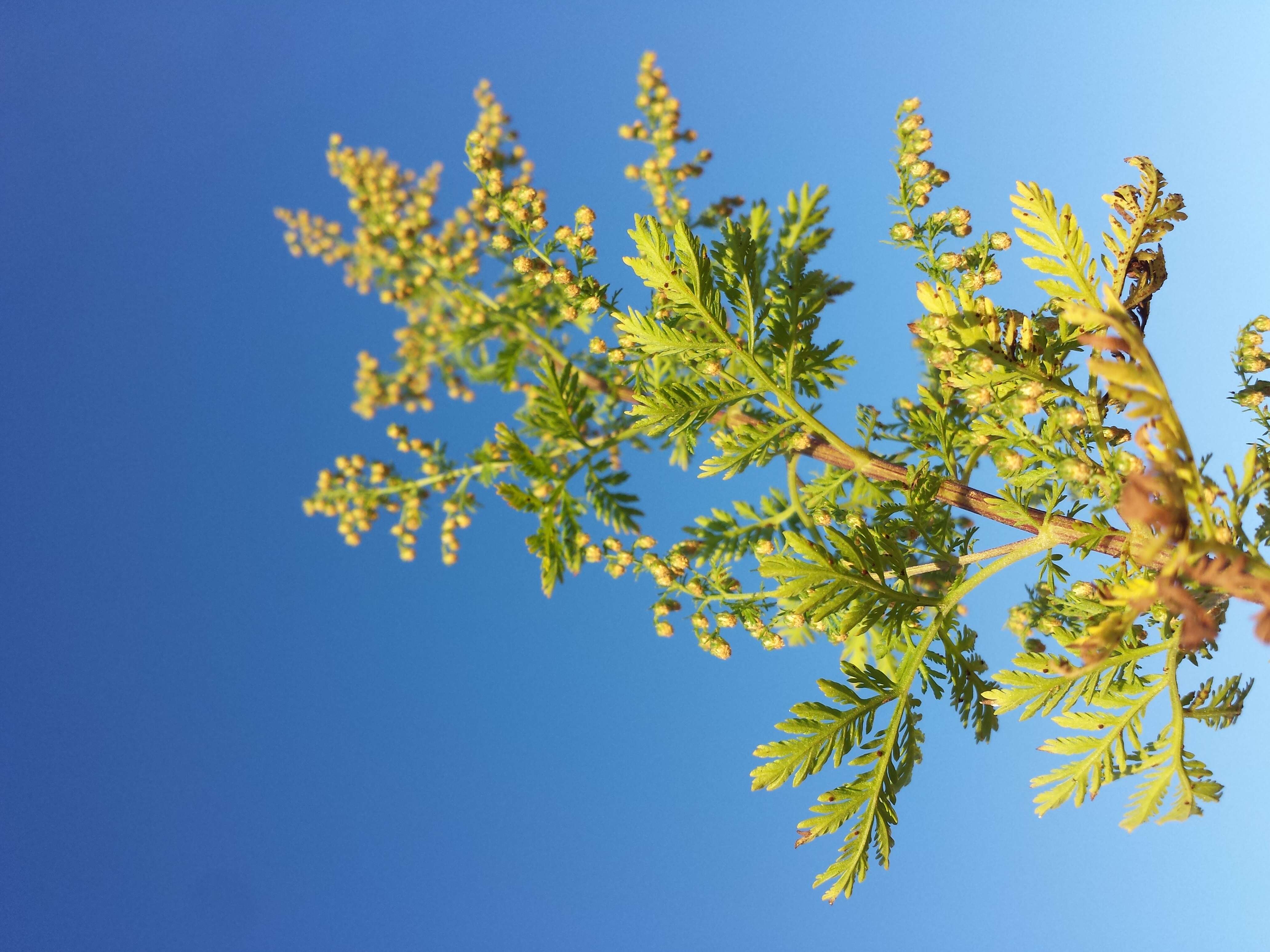 Image of sweet sagewort