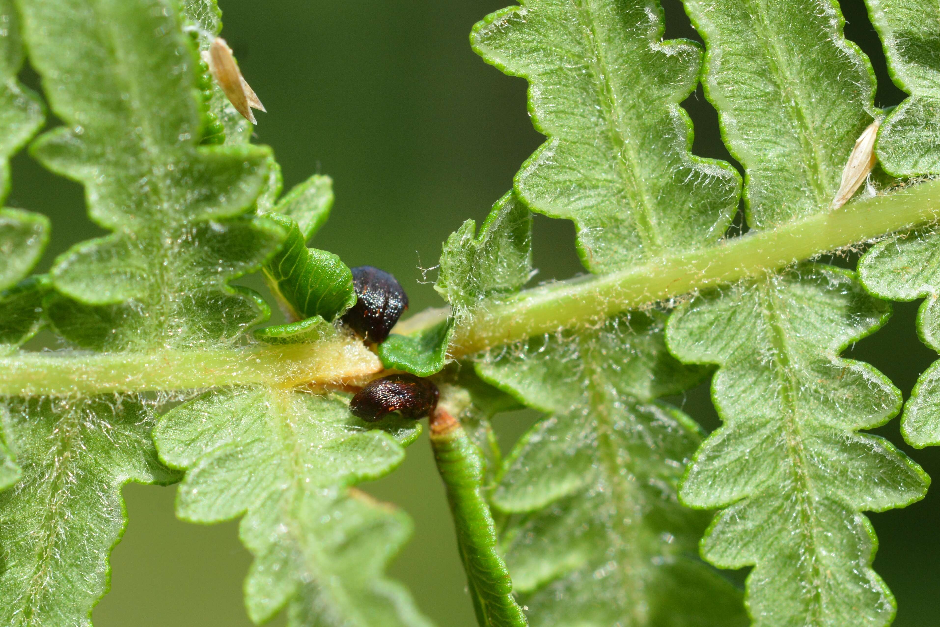 Sivun Dasineura pteridis (Muller 1871) kuva