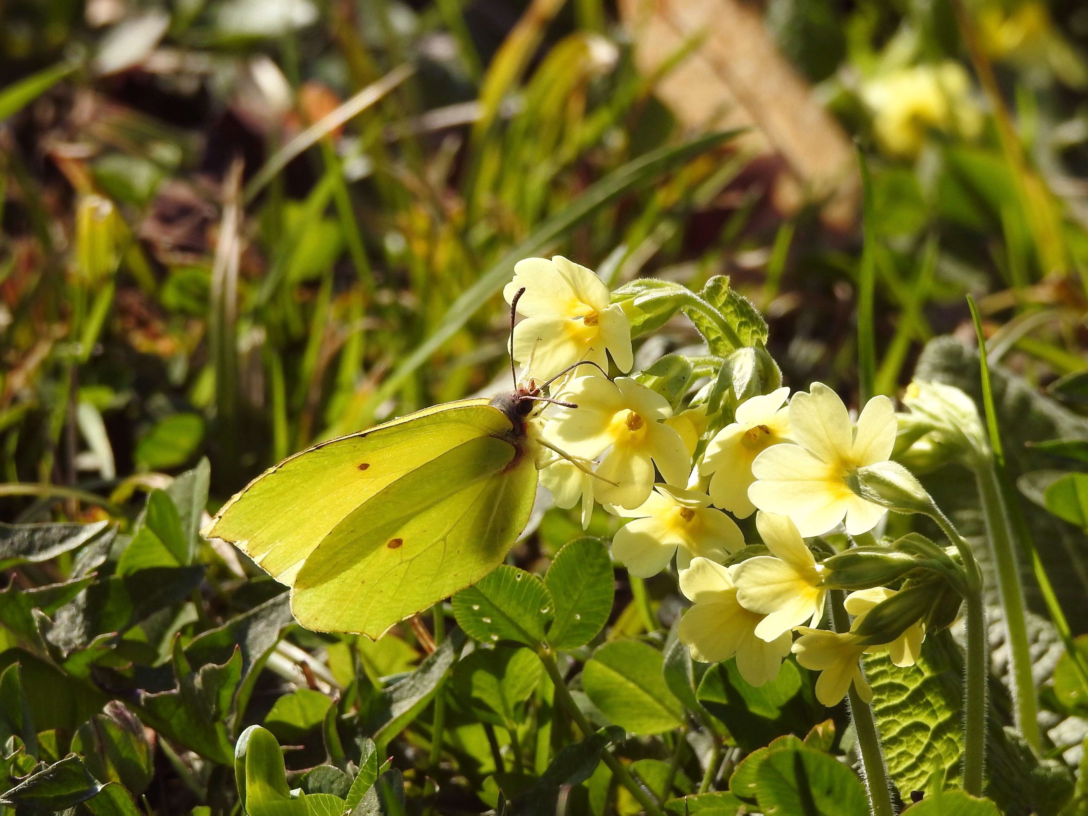 Image of oxlip