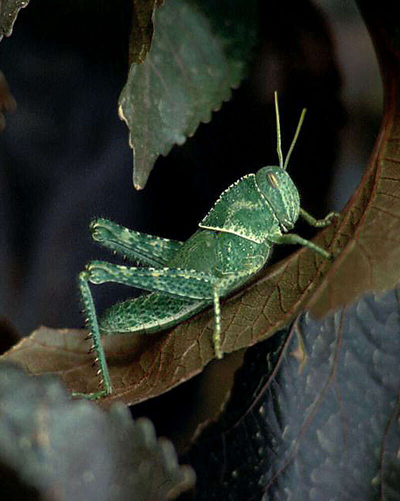 Image of Acanthacris