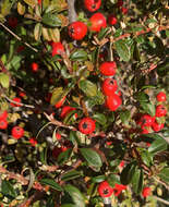 صورة Cotoneaster horizontalis Decne