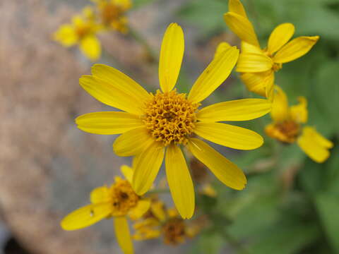 Image of hairy arnica