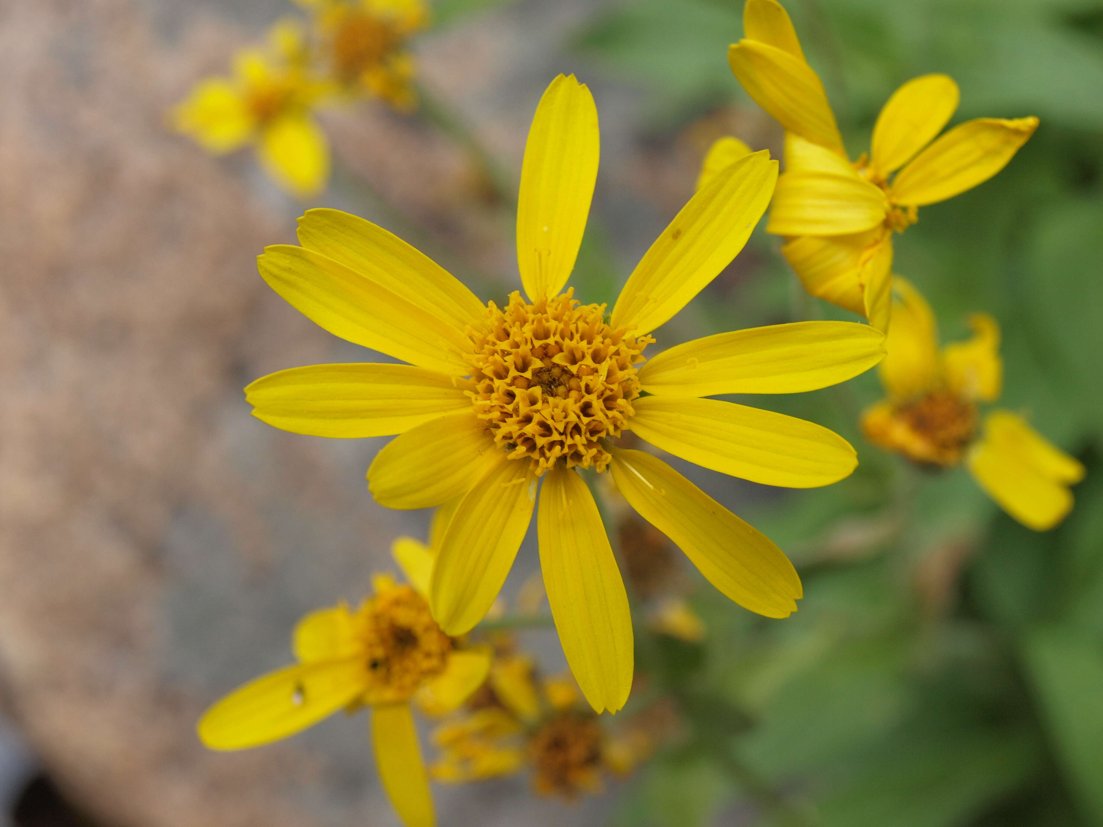 Image of hairy arnica