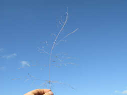 Image de Eragrostis parviflora (R. Br.) Trin.