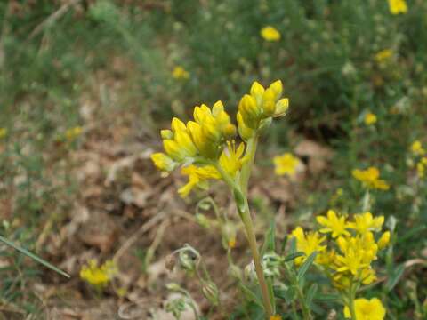 Image of Petrosedum rupestre (L.) P. Heath