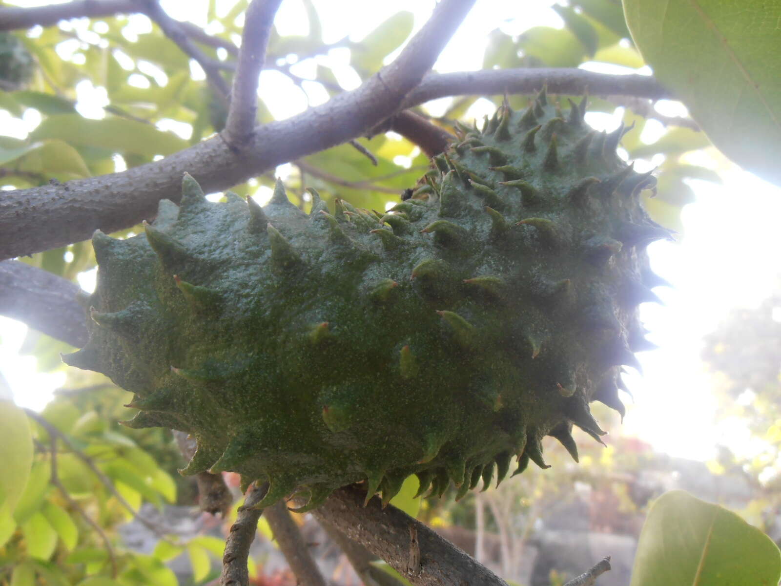 Image of soursop