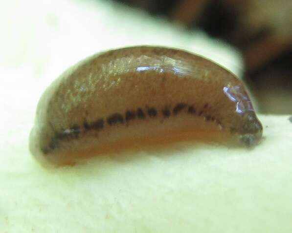Image of Philomycidae