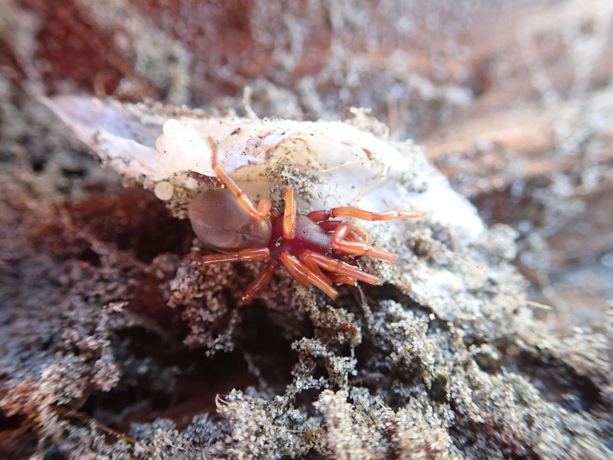 Image de Dysdera crocata C. L. Koch 1838