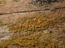 Image of eggyolk lichen