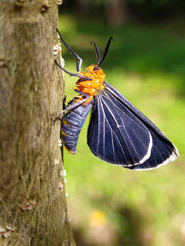 Image of White-tipped Black