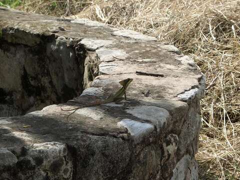 Image of Brown Basilisk