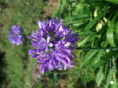 Imagem de Agapanthus