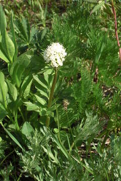 Image of western valerian