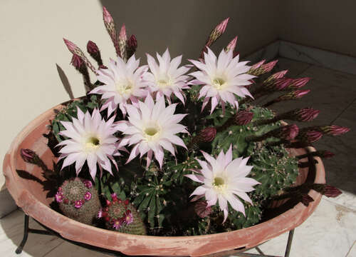 Echinopsis tubiflora resmi