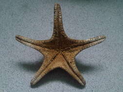 Image of horned seastar