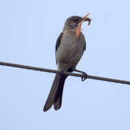 Image of Northern Mockingbird