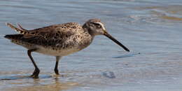 Image of Short-billed Dowitcher